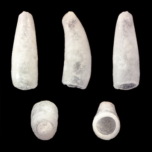 Meioceras nitidum © H. Zell