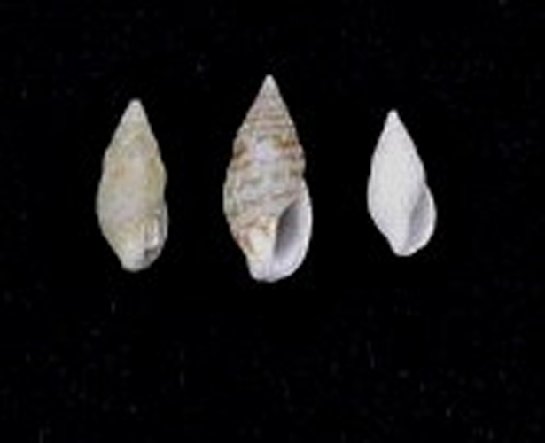 Zafrona pulchella &copy; Naturalis Biodiversity Center