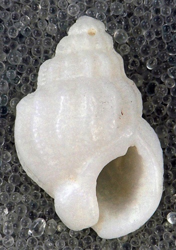 Nassarius albus © <a rel="nofollow" class="external text" href="https://www.flickr.com/people/47445767@N05">James St. John</a>