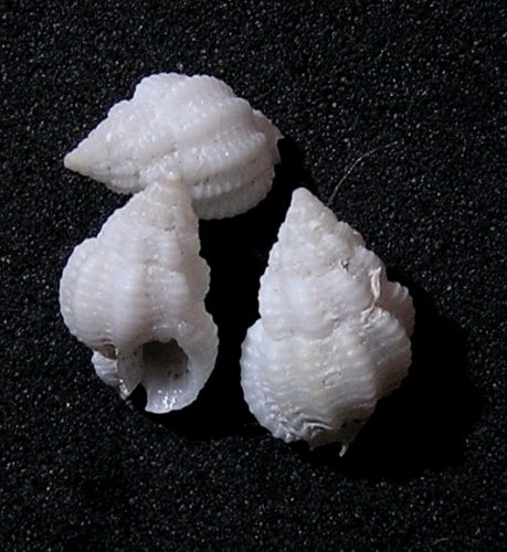 Nassarius antillarum © Jan Delsing