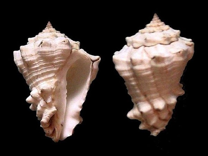 Vasum muricatum &copy; <a href="//commons.wikimedia.org/wiki/User:Veronidae" title="User:Veronidae">Veronidae</a>