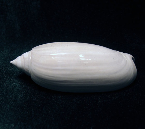 Oliva reticularis &copy; <a href="//commons.wikimedia.org/wiki/User:Kevmin" title="User:Kevmin">Kevmin</a>