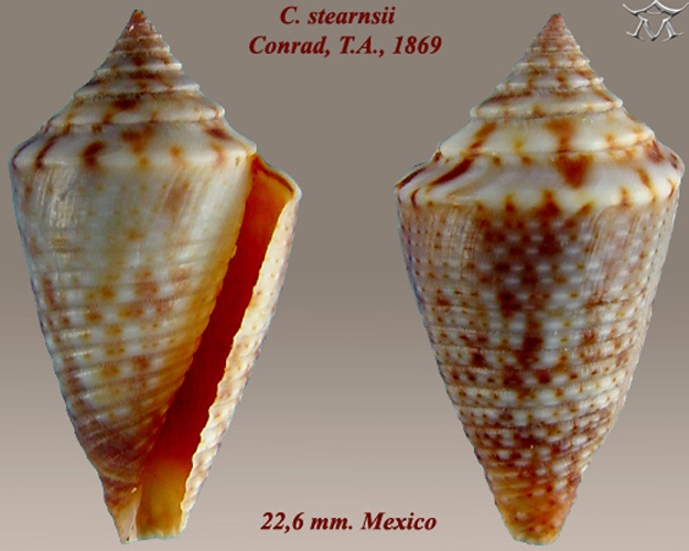 Conus stearnsii &copy; <a href="//commons.wikimedia.org/wiki/User:Almed2" title="User:Almed2">Almed2</a>