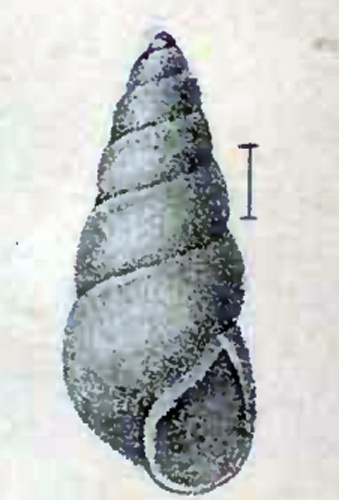 Odostomia laevigata © G.W. Tryon