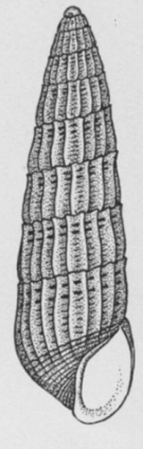 Turbonilla pupoides © J.K.Bush