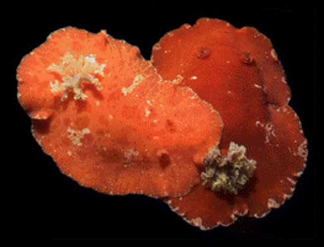 Platydoris angustipes © Patrick J. Krug &amp; Ángel Valdés