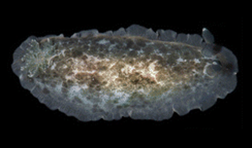 Dendrodoris krebsii © Patrick J. Krug &amp; Ángel Valdés