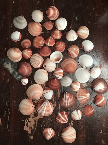 Glycymeris spectralis &copy; <a href="//commons.wikimedia.org/w/index.php?title=User:MriNiun&amp;action=edit&amp;redlink=1" class="new" title="User:MriNiun (page does not exist)">MriNiun</a>