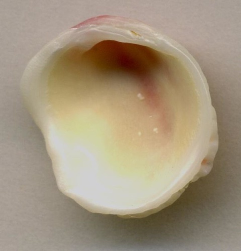 Chama florida &copy; <a rel="nofollow" class="external text" href="https://www.flickr.com/people/47445767@N05">James St. John</a>