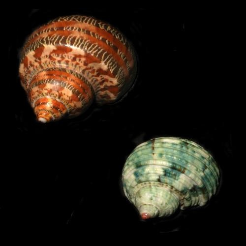 Turbo canaliculatus © No machine-readable author provided. <a href="//commons.wikimedia.org/w/index.php?title=User:Pet~commonswiki&amp;action=edit&amp;redlink=1" class="new" title="User:Pet~commonswiki (page does not exist)">Pet~commonswiki</a> assumed (based on copyright claims).