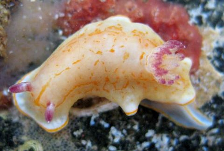 Chromodoris grahami © millerse