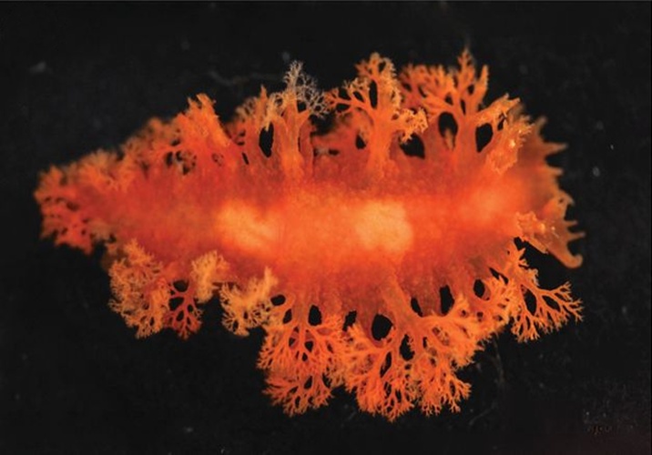 Tritoniopsis frydis &copy; Jessica A. Goodheart, Adam L. Bazinet, Allen G. Collins, Michael P. Cummings