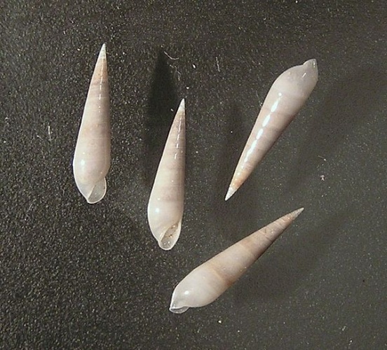 Eulima hypsela © Jan Delsing