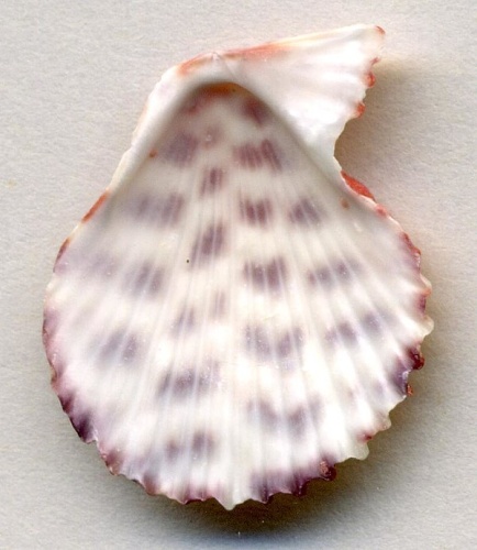 Caribachlamys ornata &copy; <a rel="nofollow" class="external text" href="https://www.flickr.com/people/47445767@N05">James St. John</a>