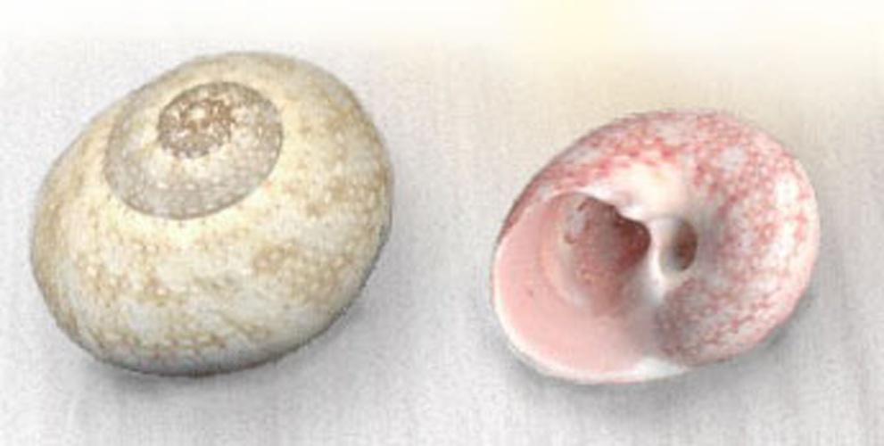 Tegula fasciata &copy; <a href="//commons.wikimedia.org/w/index.php?title=User:Shloren&amp;action=edit&amp;redlink=1" class="new" title="User:Shloren (page does not exist)">Shloren</a>