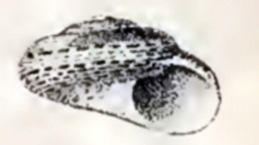 Tegula gruneri &copy; G.W. Tryon