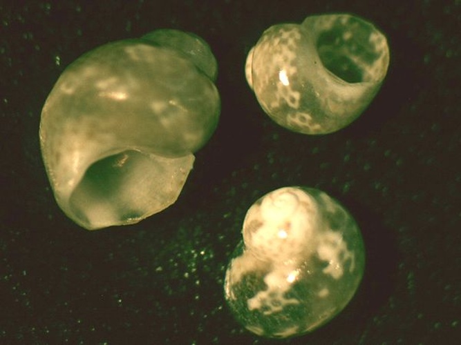 Eulithidium bellum &copy; <a rel="nofollow" class="external text" href="https://www.biolib.cz/en/person/id3973/">Jan Delsing</a>