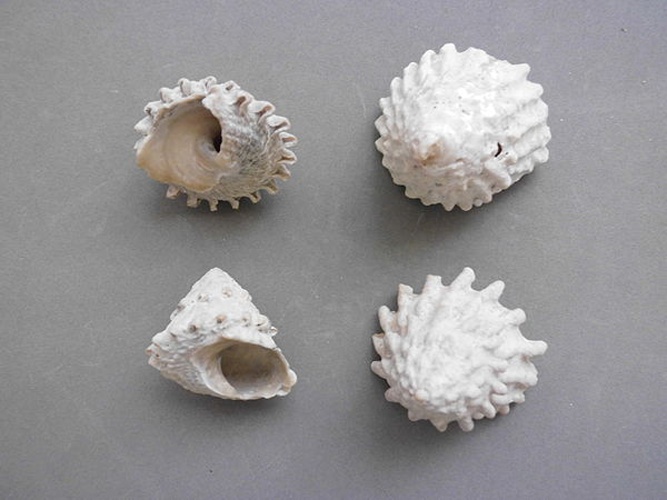 Lithopoma tectum &copy; <a href="//commons.wikimedia.org/wiki/User:Veronidae" title="User:Veronidae">Veronidae</a>