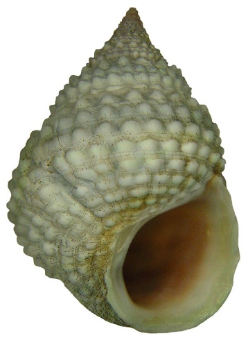 Cenchritis muricatus &copy; <a rel="nofollow" class="external text" href="https://www.flickr.com/people/30703260@N08">Udo Schmidt</a> from Deutschland