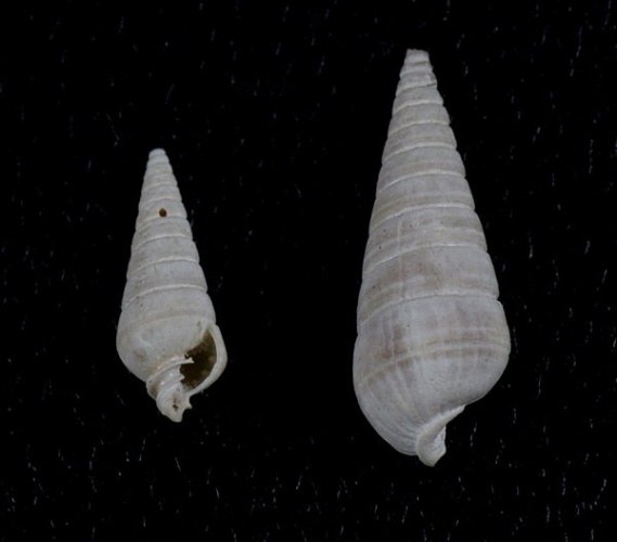 Longchaeus suturalis © <a href="//commons.wikimedia.org/wiki/User:Shellnut" title="User:Shellnut">Shellnut</a>