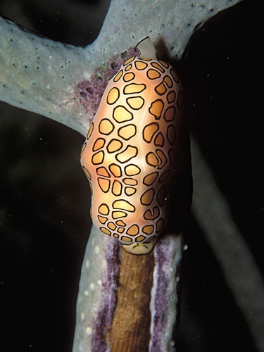 Flamingo tongue snail © <a rel="nofollow" class="external text" href="https://www.flickr.com/people/laszlo-photo/">LASZLO ILYES (laszlo-photo) from Cleveland, Ohio, USA</a>