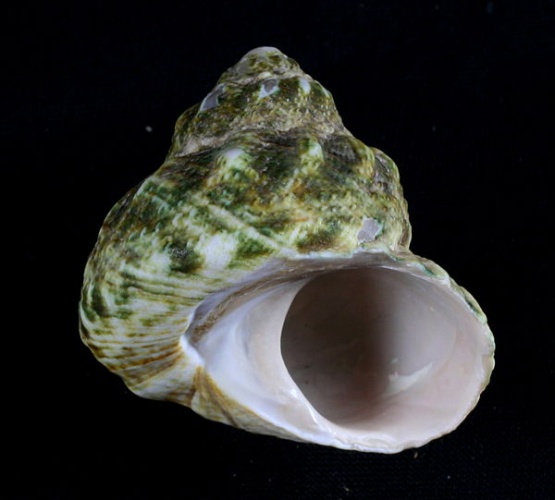 Lithopoma tuber © <a href="//commons.wikimedia.org/wiki/User:Shellnut" title="User:Shellnut">Shellnut</a>