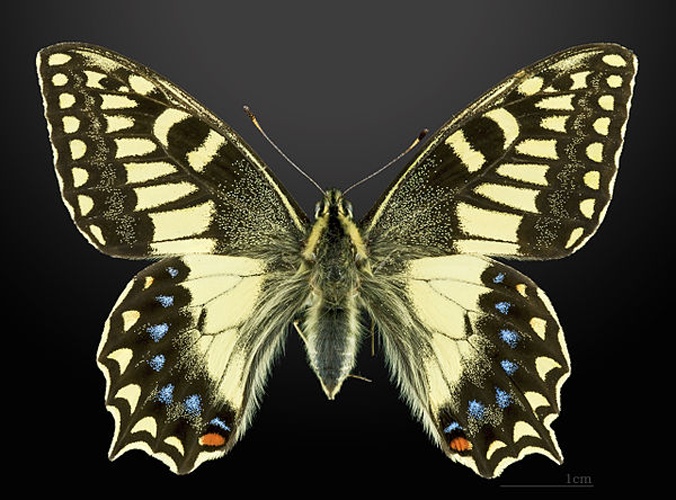 Papilio hospiton © <div class="fn value">
<a href="//commons.wikimedia.org/wiki/User:Archaeodontosaurus" title="User:Archaeodontosaurus">Didier Descouens</a>
</div>