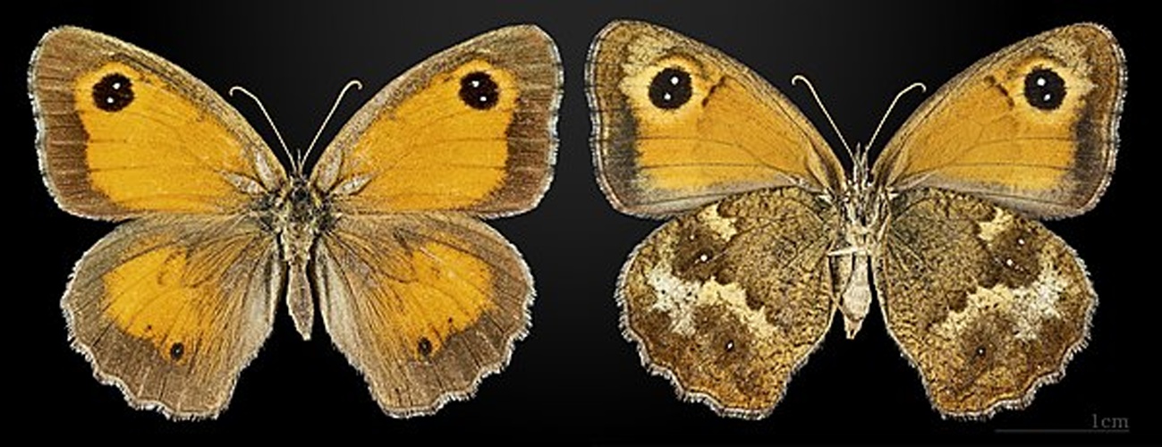 Pyronia tithonus © <a href="//commons.wikimedia.org/wiki/User:Archaeodontosaurus" title="User:Archaeodontosaurus">Didier Descouens</a>