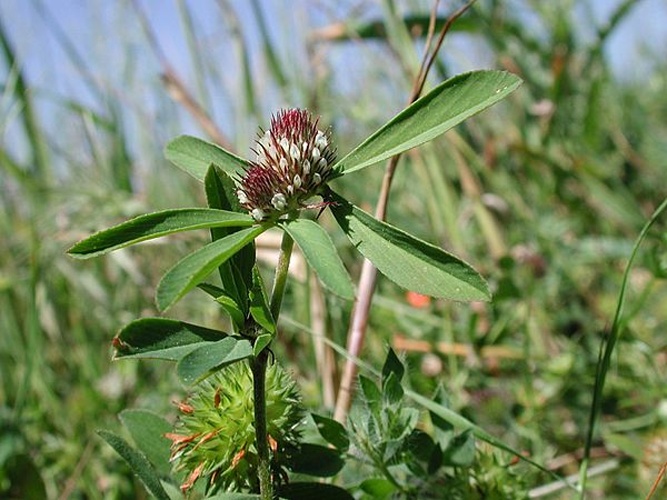 Trifolium bocconei © <a href="//commons.wikimedia.org/wiki/User:Dr._Marco_Iocchi" title="User:Dr. Marco Iocchi">Dr. Marco Iocchi</a>