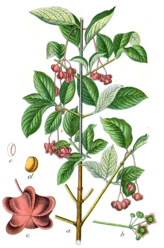 Euonymus latifolius &copy; Johann Georg Sturm (Painter: <a href="https://en.wikipedia.org/wiki/Jacob_Sturm" class="extiw" title="en:Jacob Sturm">Jacob Sturm</a>)