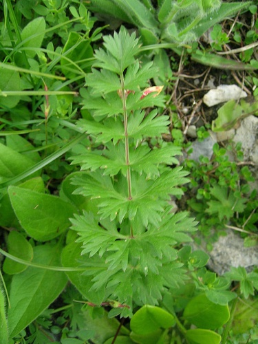 Seseli libanotis &copy; <a href="//commons.wikimedia.org/w/index.php?title=User:Thommybe&amp;action=edit&amp;redlink=1" class="new" title="User:Thommybe (page does not exist)">Thomas Mathis</a>