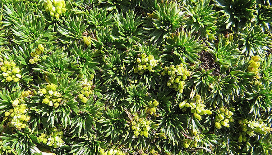 Azorella pedunculata © <a rel="nofollow" class="external text" href="https://www.flickr.com/people/92252798@N07">Dick Culbert</a> from Gibsons, B.C., Canada