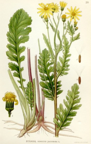 Senecio jacobaea &copy; <bdi><a href="https://en.wikipedia.org/wiki/en:Carl_Axel_Magnus_Lindman" class="extiw" title="w:en:Carl Axel Magnus Lindman">Carl Axel Magnus Lindman</a>
</bdi>