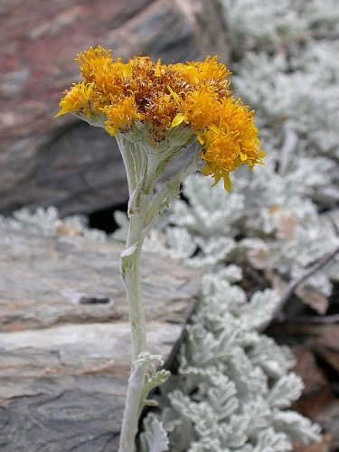 Jacobaea leucophylla © <a rel="nofollow" class="external text" href="https://www.flickr.com/people/simonjoan/">"pastilletes"/Joan Simon</a>, Barcelona, España