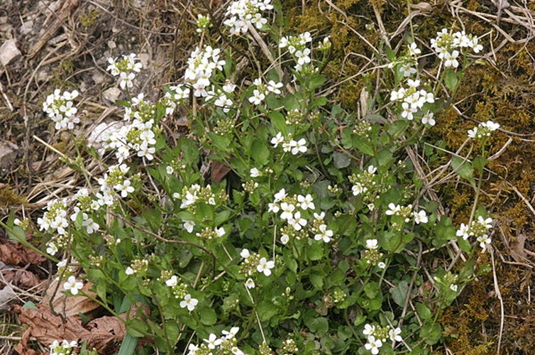 Arabidopsis halleri &copy; <a href="//commons.wikimedia.org/wiki/User:HermannSchachner" title="User:HermannSchachner">HermannSchachner</a>