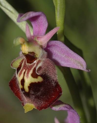 Ophrys druentica © <a href="//commons.wikimedia.org/wiki/User:Mg-k" title="User:Mg-k">Mg-k</a>