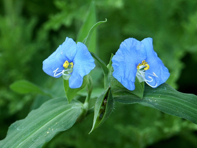 white mouth dayflower &copy; Assaf Shtilman