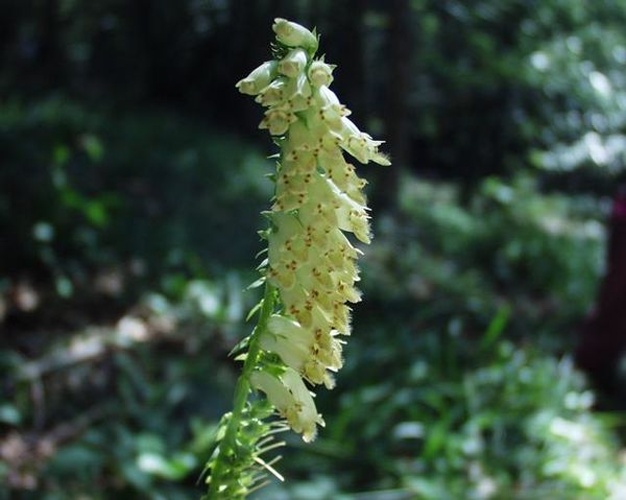 Digitalis micrantha © Henry Brisse (upload by <a href="//commons.wikimedia.org/wiki/User:Abalg" title="User:Abalg">user:Abalg</a>)