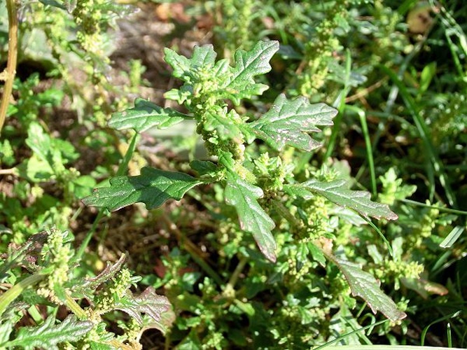 Dysphania pumilio &copy; <a href="//commons.wikimedia.org/wiki/User:Thiotrix" title="User:Thiotrix">Gabriele Kothe-Heinrich</a>