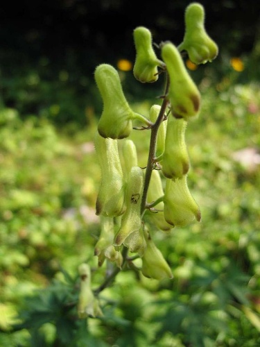 Aconitum lycoctonum subsp. vulparia © 