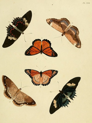 Letis marmorides &copy; <a href="https://en.wikipedia.org/wiki/Pieter_Cramer" class="extiw" title="en:Pieter Cramer">Pieter Cramer</a>  (1721 - 1776) and <a href="https://en.wikipedia.org/wiki/Caspar_Stoll" class="extiw" title="en:Caspar Stoll">Caspar Stoll</a>  (between 1725 and 1730 - 1791)