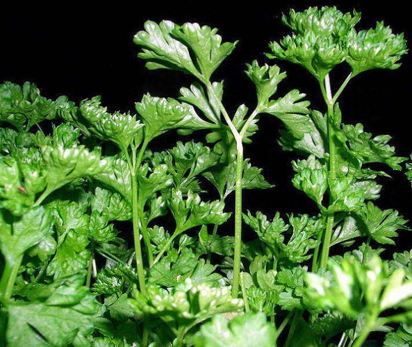 Petroselinum crispum subsp. tuberosum &copy; Rainer Marks (<a href="https://de.wikipedia.org/wiki/User:Skram" class="extiw" title="de:User:Skram">Skram</a>)