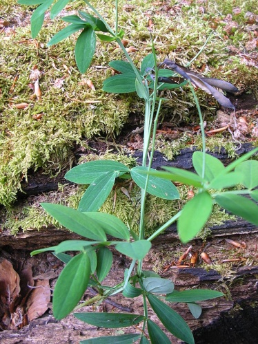 Lathyrus linifolius var. montanus © <a href="//commons.wikimedia.org/wiki/User:J.claude" title="User:J.claude">J.claude</a>