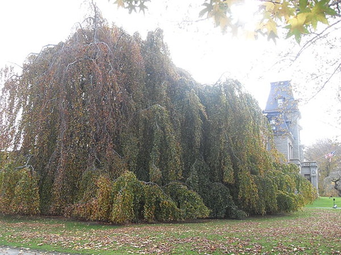 Weeping Beech © <a href="//commons.wikimedia.org/wiki/User:Ekem" title="User:Ekem">Ekem</a>