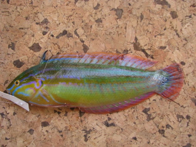 Coris caudimacula &copy; Frederick Hermanus Van der Bank, University of Johannesburg