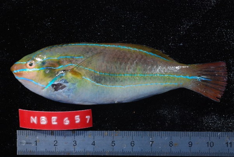 Stethojulis albovittata &copy; Unspecified