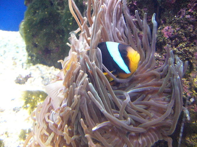 Allard's clownfish © <a href="//commons.wikimedia.org/wiki/User:Drow_male" title="User:Drow male">Drow male</a>