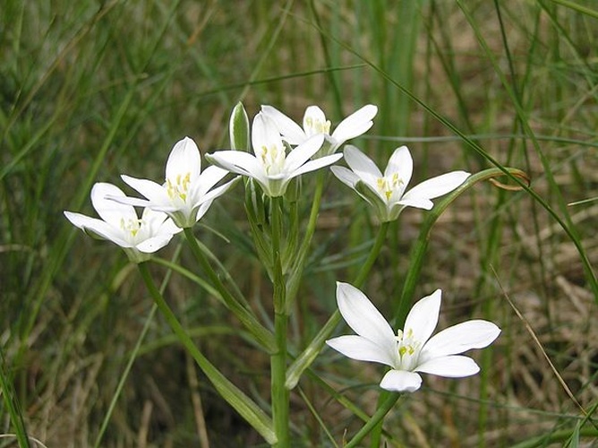 Ornithogalum kochii &copy; <a href="//commons.wikimedia.org/wiki/User:Don_Pedro28" title="User:Don Pedro28">Petr Filippov</a>