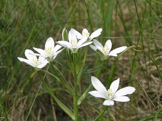 Ornithogalum kochii © <a href="//commons.wikimedia.org/wiki/User:Don_Pedro28" title="User:Don Pedro28">Petr Filippov</a>