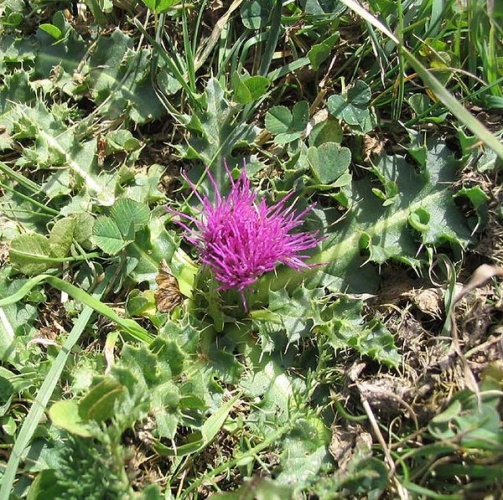 Cirsium acaule &copy; 